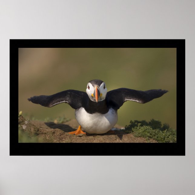 Flappande Puffin Poster (Framsidan)