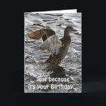 Flapping Mallard Anka Funny Birthday Card Kort<br><div class="desc">Coolans vildlevande kort med titeln "Sunlight II" har en vild av Mallard Anka (Drake) som flaxar vingar för att torka av efter en landning i lycklig. Som födelsedagskort, humor på sidan av kortet, kommer inte att undkomma dem som uppskattar en bra pun. En underbar konstbild för Anka älskare som säkert...</div>