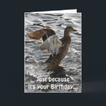 Flapping Mallard Anka Funny Birthday Card Kort<br><div class="desc">Coolans vildlevande kort med titeln "Sunlight II" har en vild av Mallard Anka (Drake) som flaxar vingar för att torka av efter en landning i lycklig. Som födelsedagskort, humor på sidan av kortet, kommer inte att undkomma dem som uppskattar en bra pun. En underbar konstbild för Anka älskare som säkert...</div>