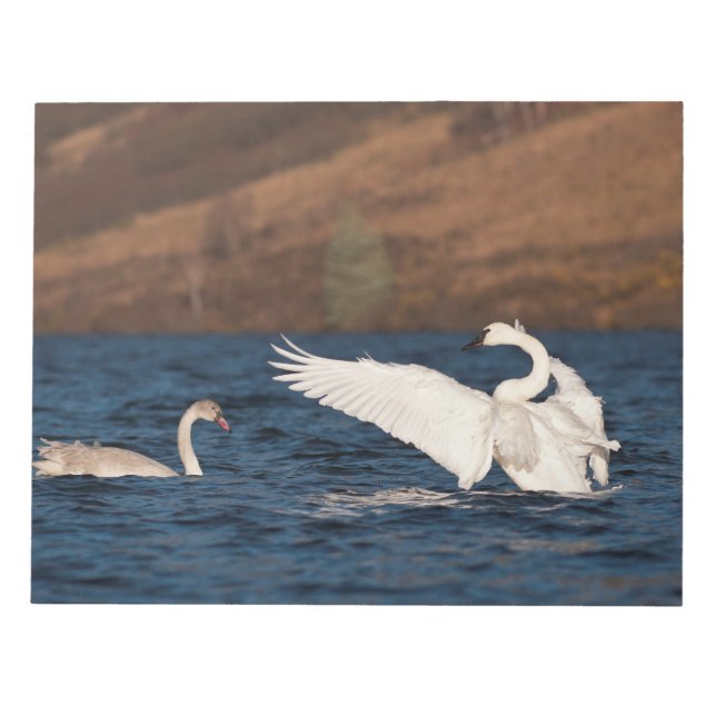 Flapping Svan Anteckningsblock (Framsida)