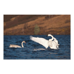 Flapping Svan Fototryck