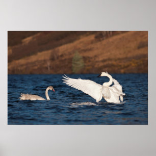 Flapping Svan Poster