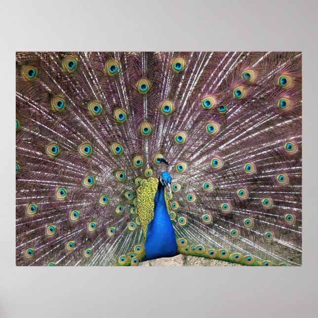 Flarad Peacock Porträtt Poster (Framsidan)