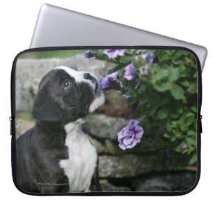 Flåsa för boxarehund laptop fodral