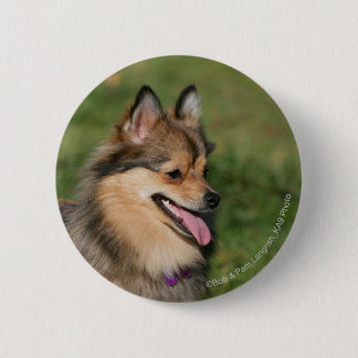 Flåsa för Pomeranian Headshot Knapp