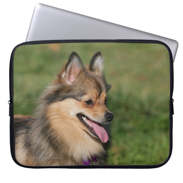 Flåsa för Pomeranian Headshot Laptop Sleeve (Framsidan)