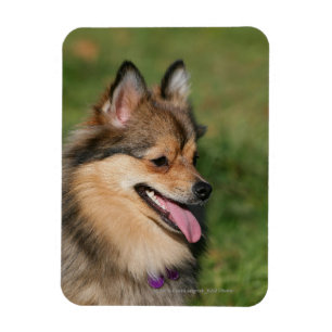 Flåsa för Pomeranian Headshot Magnet