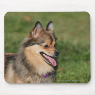 Flåsa för Pomeranian Headshot Musmatta