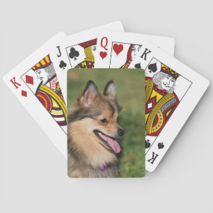 Flåsa för Pomeranian Headshot Spelkort