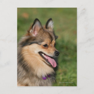 Flåsa för Pomeranian Headshot Vykort