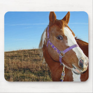 Flashy i Nebraka Musmatta