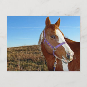 Flashy i Nebraka Vykort