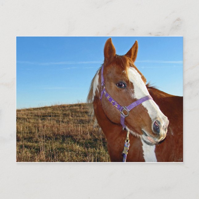 Flashy i Nebraka Vykort (Framsida)