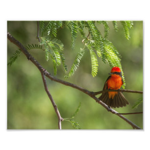 Flashy Male Vermiljon Flycatcher-fågel Fototryck