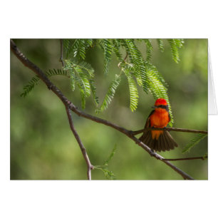Flashy Male Vermiljon Flycatcher-fågel Hälsningskort