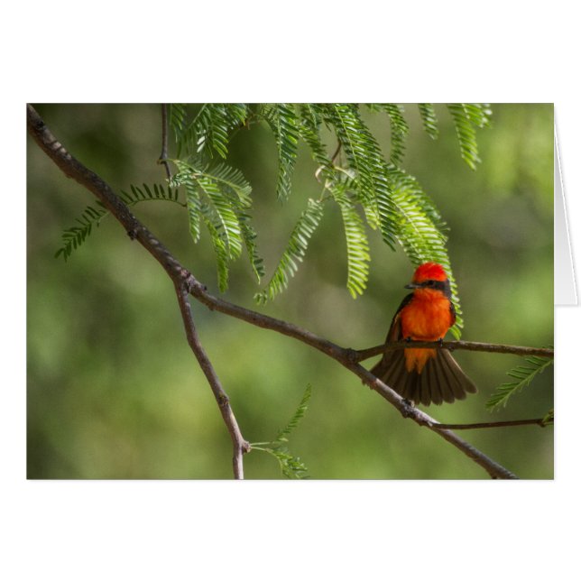 Flashy Male Vermiljon Flycatcher-fågel Hälsningskort (Framsidan Horizontal)