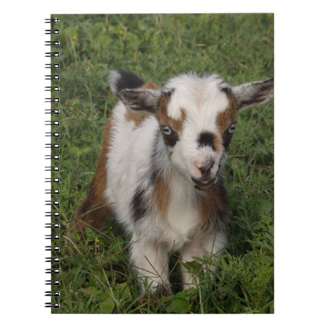 Flashy Nigerian Dwarf Goat Kid Anteckningsbok (Framsidan)