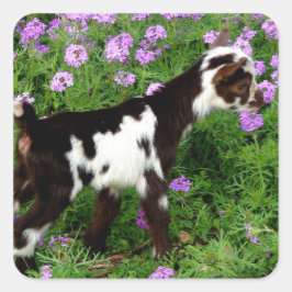 Flashy Nigerian Dwarf Goat Kid i lila blommor Fyrkantigt Klistermärke
