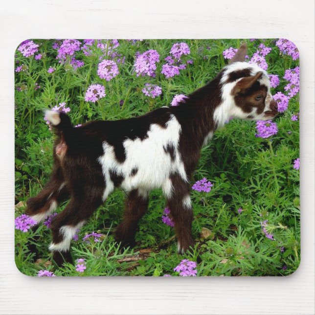Flashy Nigerian Dwarf Goat Kid i lila blommor Musmatta (Framsidan)