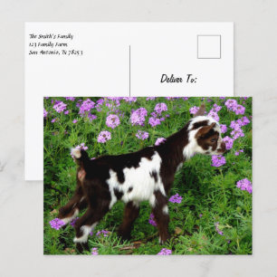 Flashy Nigerian Dwarf Goat Kid i lila blommor Vykort