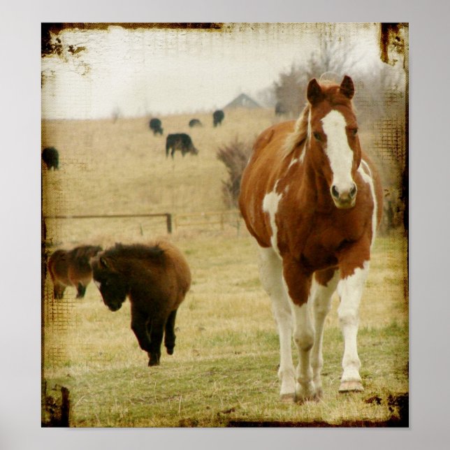 Flashy och Mini Horse Filly Poster (Framsidan)