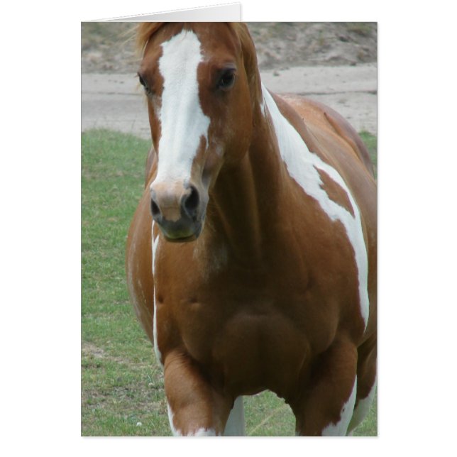 Flashy Paint Horse Hälsningskort (Framsidan)