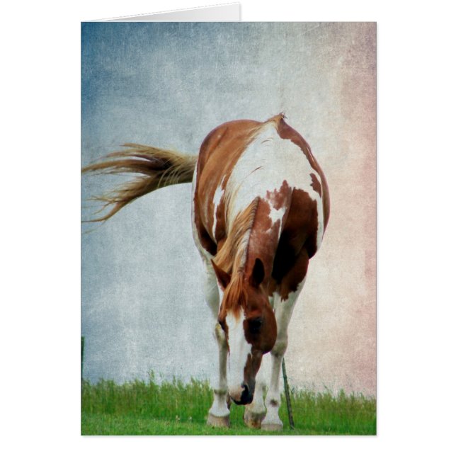 Flashy Paint Horse Mare Hälsningskort (Framsidan)
