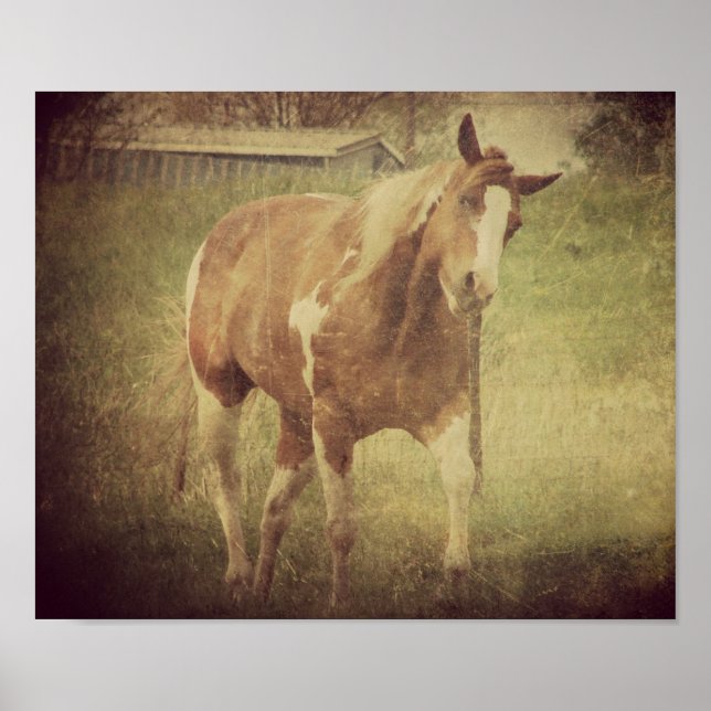 Flashy Shakes Head Poster (Framsidan)