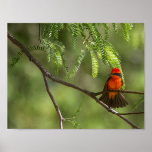 Flashy Vermiljon Flycatcher Poster