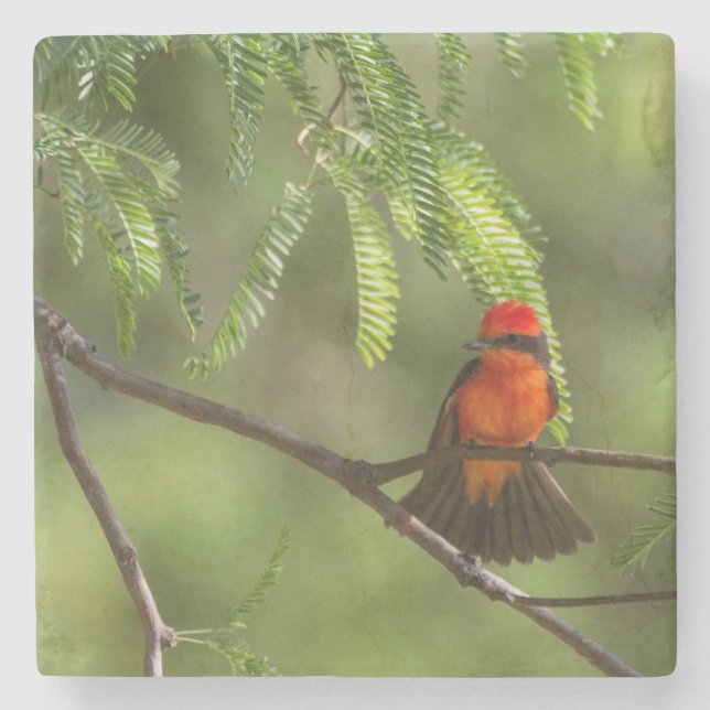 Flashy Vermiljon Flycatcher Stenunderlägg (Framsidan)