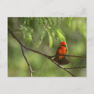 Flashy Vermiljon Flycatcher Vykort