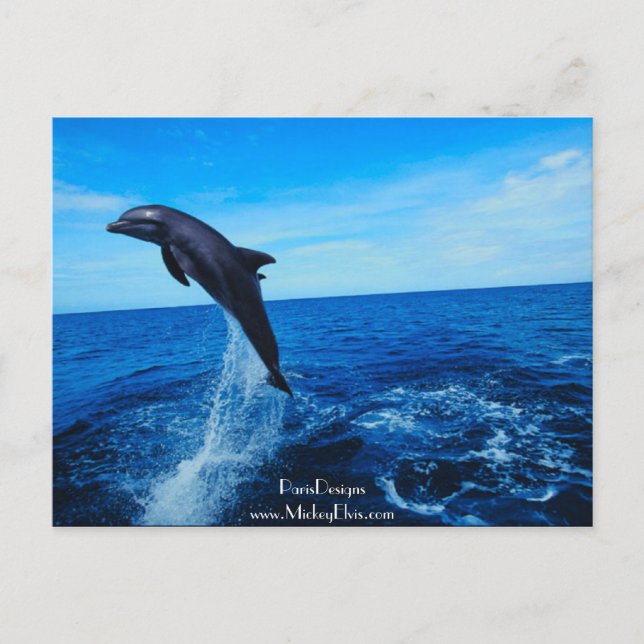 Flaska nosdelfin vykort (Framsida)