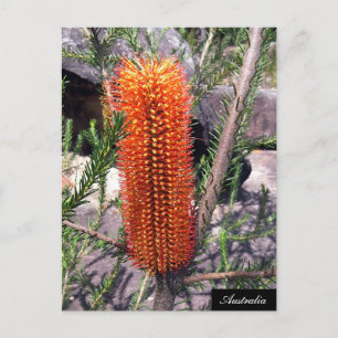 Flaskborste Blomma, Vår buske, Australien Vykort