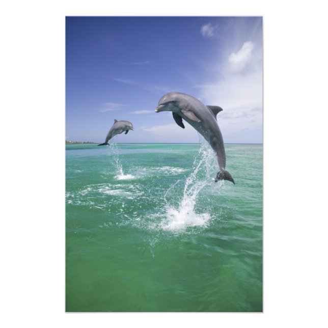 Flaskdelfiner Tursiops truncatus Fototryck (Framsidan)