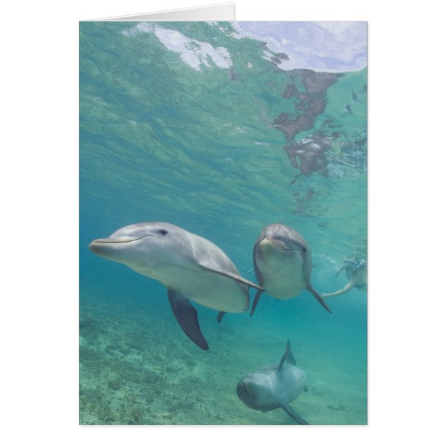Flaskdelfiner Tursiops truncatus Hälsningskort (Framsidan)