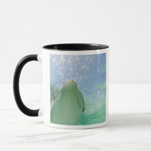 Flaskdelfiner Tursiops truncatus) Mugg