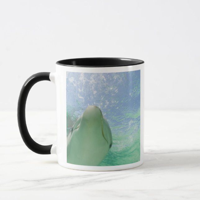 Flaskdelfiner Tursiops truncatus) Mugg (Vänster)
