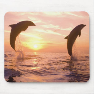 Flaskdelfiner Tursiops truncatus Musmatta