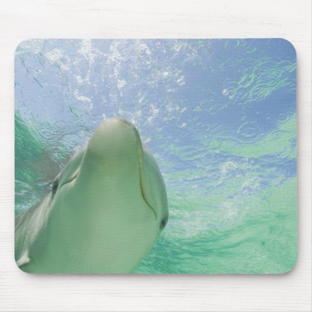 Flaskdelfiner Tursiops truncatus) Musmatta (Framsidan)