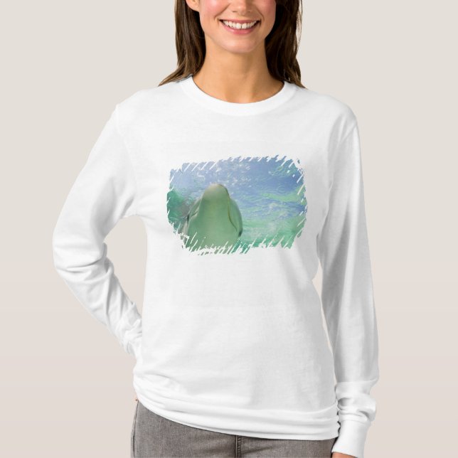 Flaskdelfiner (Tursiops truncatus) Tee (Framsida)