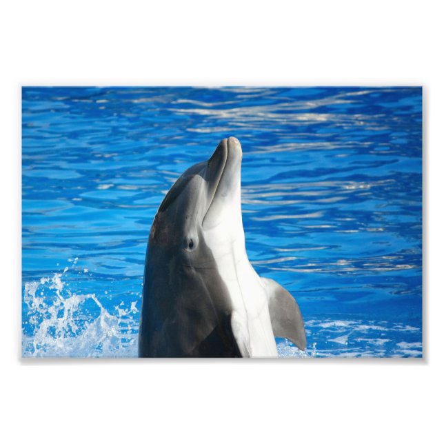 Flasknosdelfin Fototryck (Framsidan)