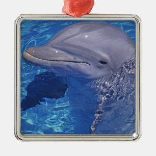 Flasknosdelfin, Tursiops Truncatus Julgransprydnad Metall