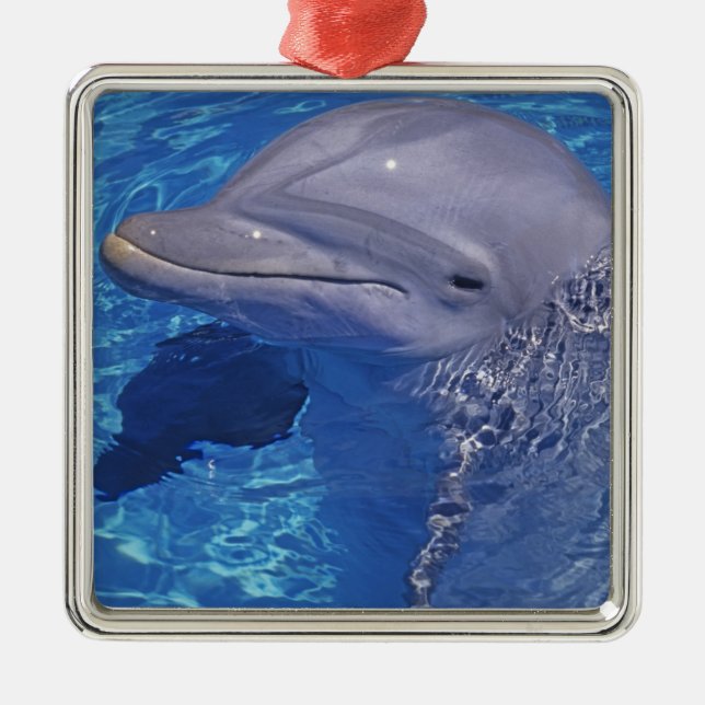 Flasknosdelfin, Tursiops Truncatus Julgransprydnad Metall (Framsidan)