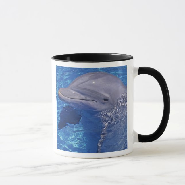 Flasknosdelfin, Tursiops Truncatus Mugg (Höger)