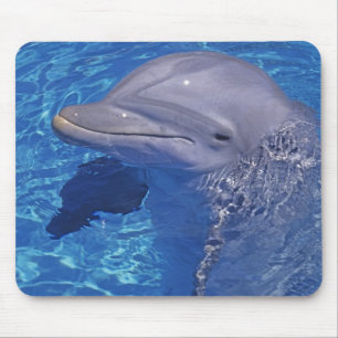 Flasknosdelfin, Tursiops Truncatus Musmatta