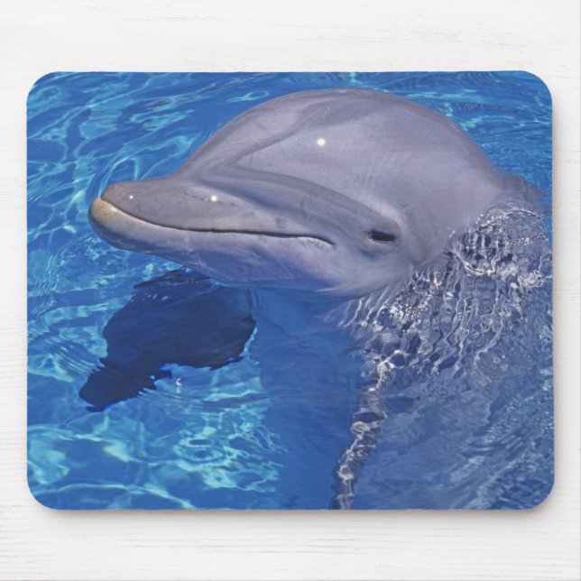 Flasknosdelfin, Tursiops Truncatus Musmatta (Framsidan)