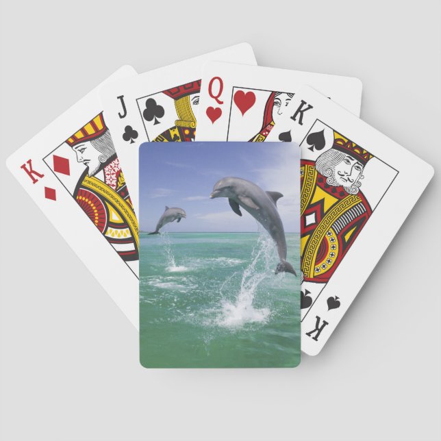 Flasknosdelfiner Tursiops truncatus Casinokort (Baksidan)