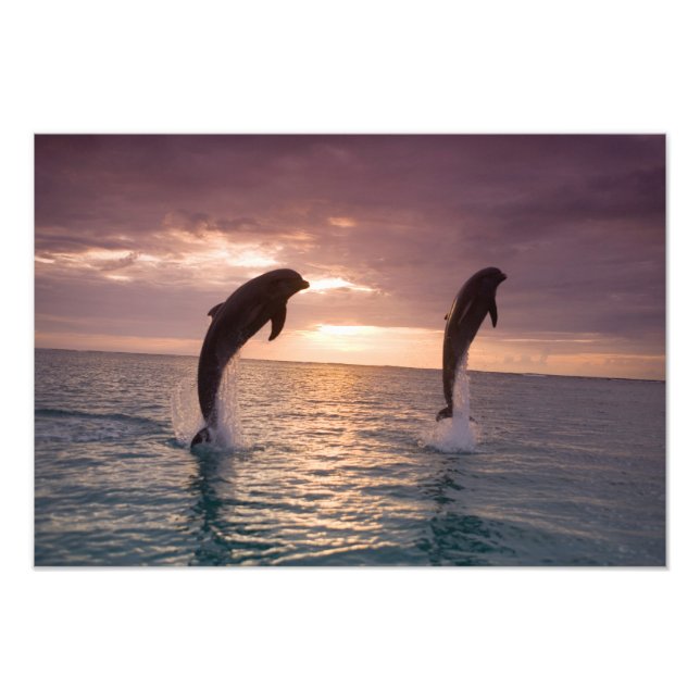 Flasknosdelfiner Tursiops truncatus Fototryck (Framsidan)