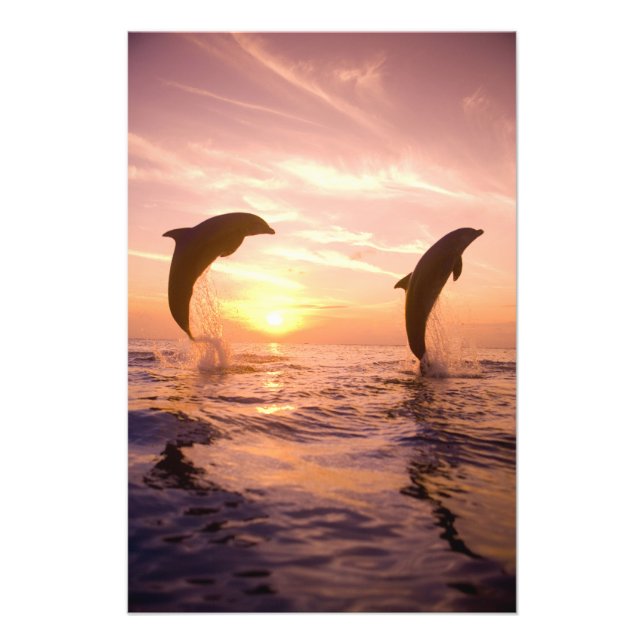 Flasknosdelfiner Tursiops truncatus Fototryck (Framsidan)