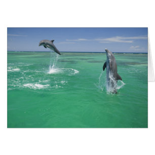 Flasknosdelfiner Tursiops truncatus Hälsningskort